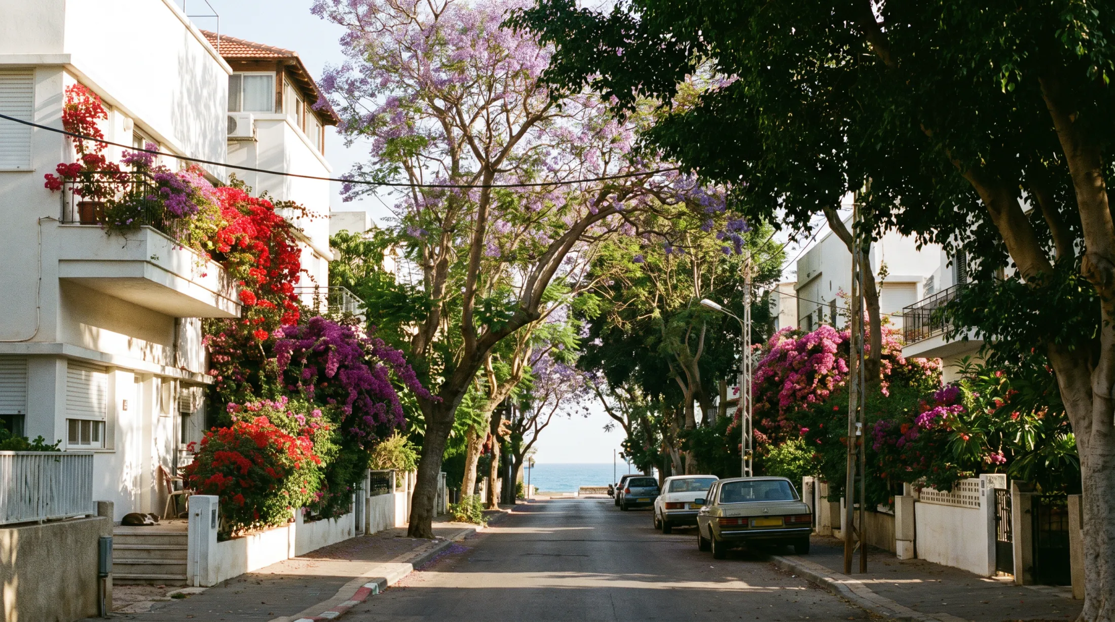 A quiet tree-lined street with white houses